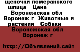 щеночки померанского шпица › Цена ­ 18 000 - Воронежская обл., Воронеж г. Животные и растения » Собаки   . Воронежская обл.,Воронеж г.